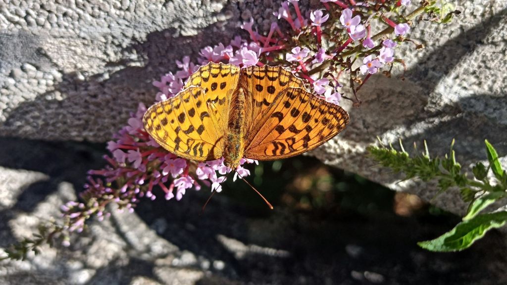 Fabriciana adippe o Argynnis (Fabriciana) adippe, secondo i punti di vista...